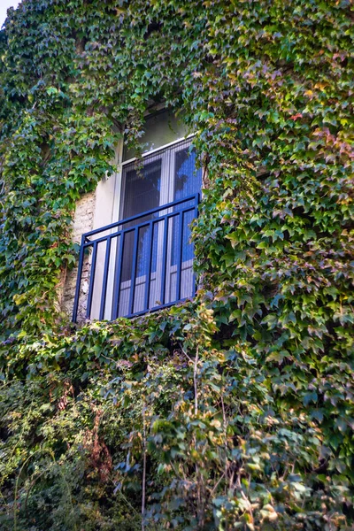Old House Wall Covered Ivy Plant Fall Time — Stock Photo, Image