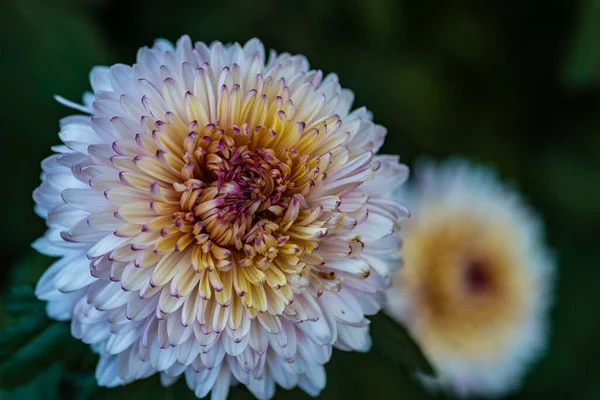 Zbliżenie Chryzantemy Morifolium Lub Kwiatostanu — Zdjęcie stockowe