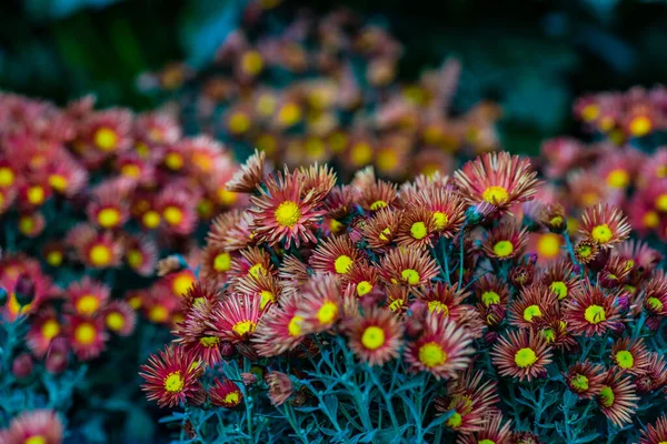 Осенние Цветы Красивого Цветка Хризантемы Саду — стоковое фото
