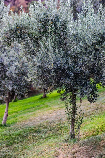 初秋花园的橄榄树 — 图库照片