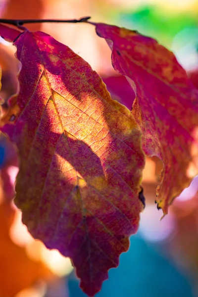 stock image Autumnal red and yellow leaves as a natural card concept