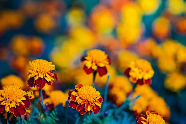 Close Marigol Flowers Autumnal Garden — Stock Photo, Image