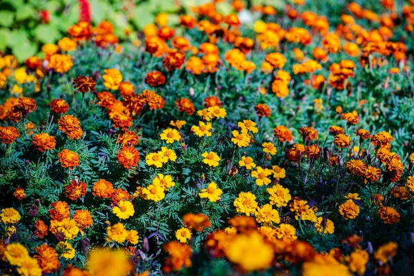 Close Marigol Flowers Autumnal Garden — Stock Photo, Image