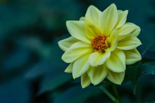 stock image Close up of yellow Dahlia flowers in the autumnal garden