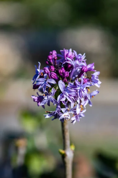 Kwitnący Kwiat Lilii Ogrodzie — Zdjęcie stockowe