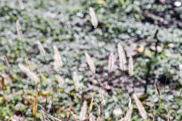 Marsh Reed Outdoor Sunny Day — Stock Photo, Image