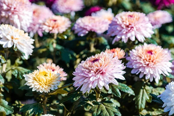 Close Chrysanthemum Morifolium Florist Dais — Stock Photo, Image