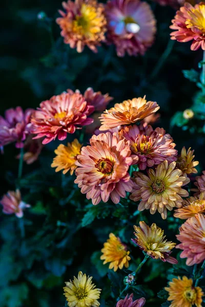 Herbstliche Blüten Der Schönen Chrysanthemenblume Garten — Stockfoto