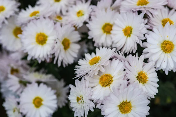 Jesienne Kwiaty Chryzantemy Piękny Kwiat Ogrodzie — Zdjęcie stockowe