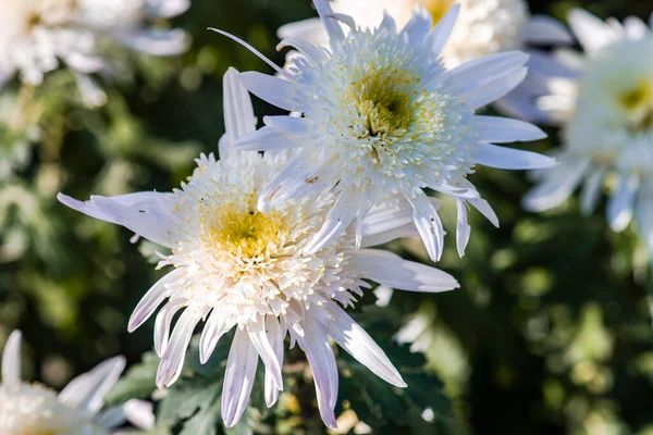 Weiße Chrysantheme Sonnigen Herbstlichen Garten — Stockfoto