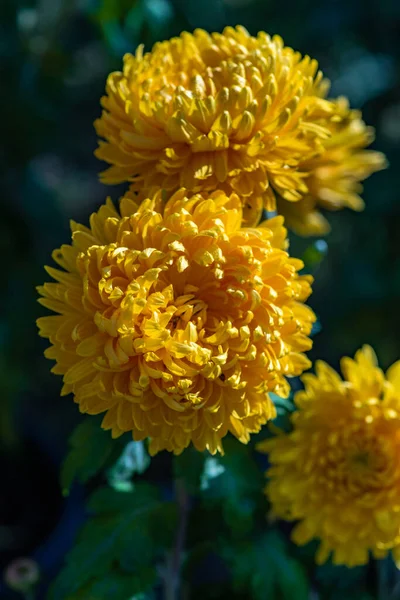 Flores Amarelas Crisântemo Jardim Outonal — Fotografia de Stock