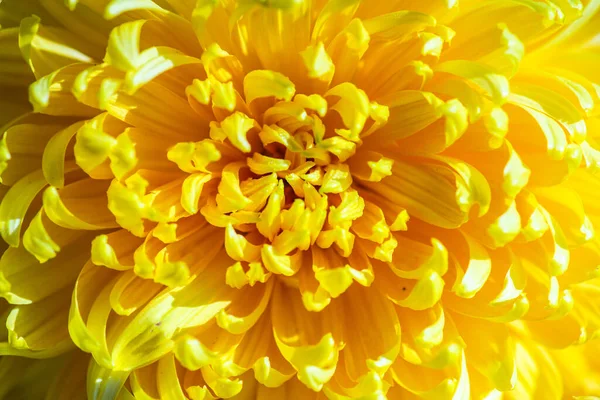 Цветы Желтой Хризантемы Осеннем Саду — стоковое фото