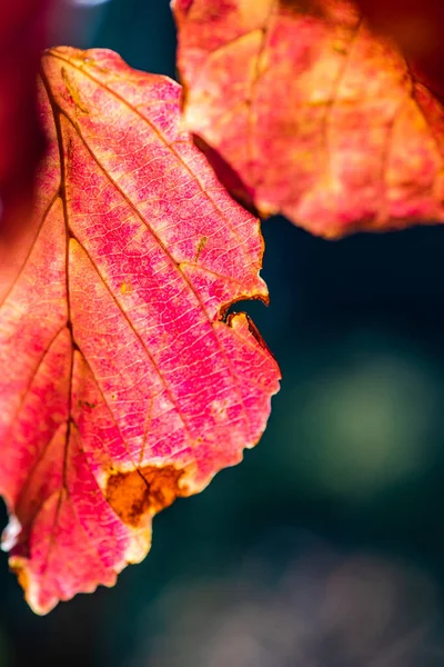 Podzimní Červené Žluté Listy Jako Přirozený Koncept Karty — Stock fotografie