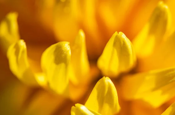 stock image Yellow Chrysanthemum flowers in the autumnal garden