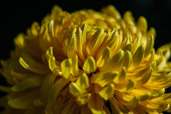 Gelbe Chrysantheme Blüht Herbstlichen Garten — Stockfoto