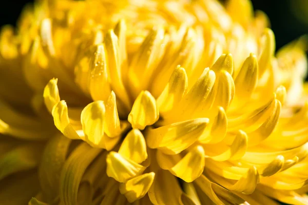 Żółte Kwiaty Chryzantemy Jesiennym Ogrodzie — Zdjęcie stockowe