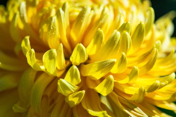 Żółte Kwiaty Chryzantemy Jesiennym Ogrodzie — Zdjęcie stockowe