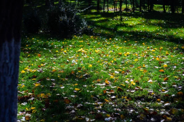 Folhas Outono Amarelas Luz Fundo Parque — Fotografia de Stock