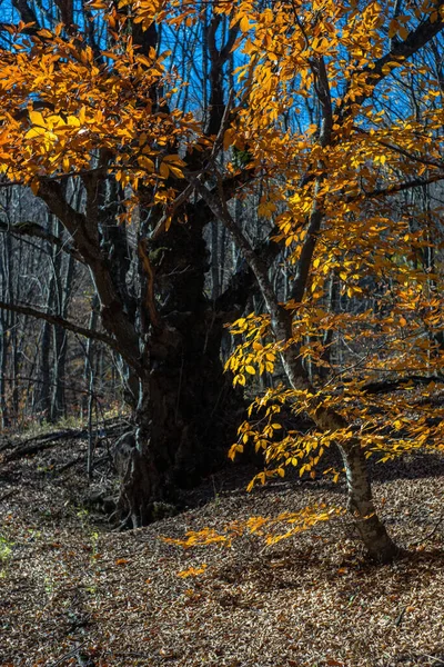Herbstliche Landschaft Des Birtvisi Canyons Eines Der Berühmtesten Georgischen Naturdenkmäler — Stockfoto