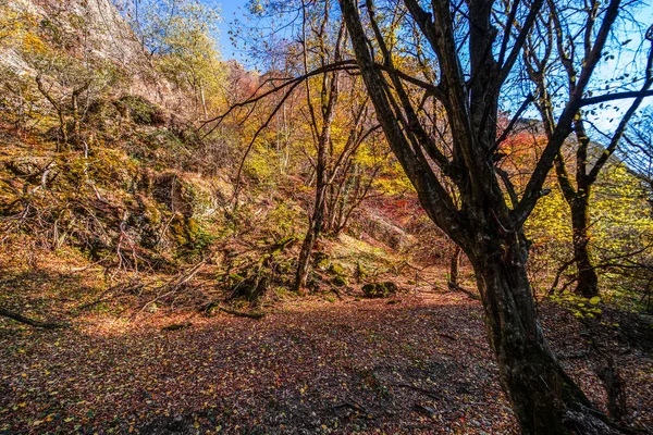 バートヴィシ渓谷の秋の風景は 最も有名なグルジアの自然ランドマークの一つです — ストック写真