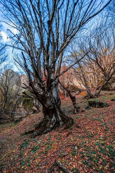 Podzimní Krajina Birtvisi Kaňonu Jednou Nejznámějších Georgiánských Přírodních Památek — Stock fotografie