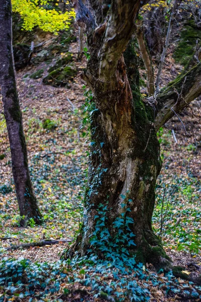 조지아어 자연의 랜드마크중 하나인 협곡의 — 스톡 사진