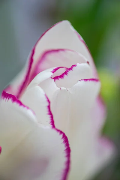 Biglietto Primavera Con Petali Fiori Tulipano Bianco Vicino — Foto Stock