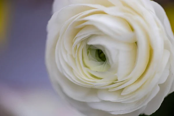 Zblízka Krásné Bílé Ranunkulus Květiny Kytici — Stock fotografie