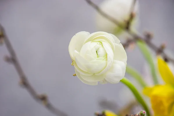 Primer Plano Hermosa Flor Ranúnculo Blanco Ramo — Foto de Stock