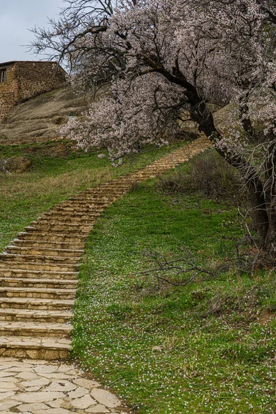 Vårlandskap Med Blommande Mandelträd — Stockfoto