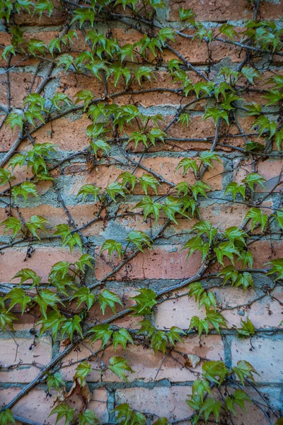 新しい緑の葉を持つ野生のブドウの植物で覆われた赤レンガの壁 — ストック写真