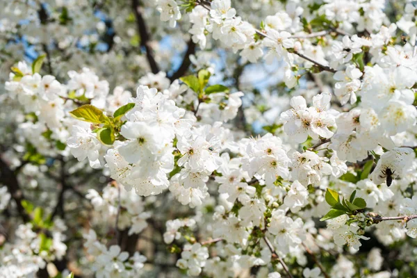 春の時間の庭に咲く桜の木 — ストック写真