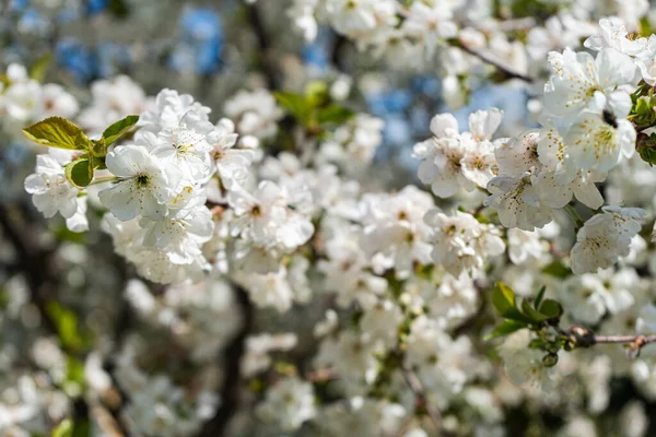 春天的花园中盛开的樱桃树 — 图库照片