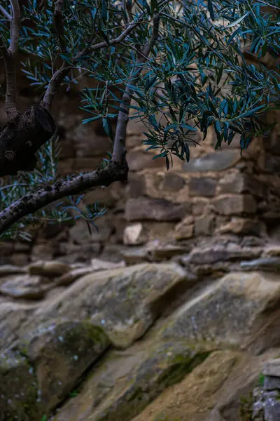 格鲁吉亚古老的岩石洞穴修道院大卫 加雷吉 — 图库照片