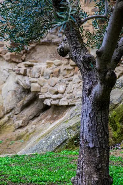 ジョージアの古代の岩窟修道院David Garedji春の時間 — ストック写真