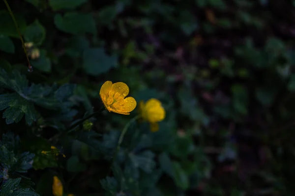 Желтая Фикария Ранее Ranunculus Ficaria Цветет Дикой Природе — стоковое фото