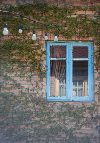 Vieille Fenêtre Bleue Mur Briques Rouges Recouvert Vigne Lierre Sauvage — Photo