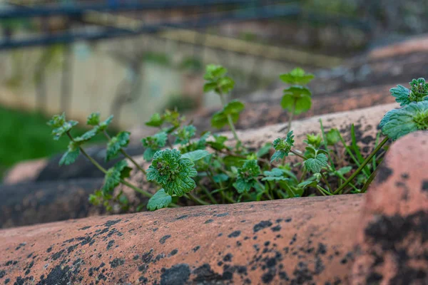 帯状疱疹の屋根の上で成長する新しい植物 — ストック写真