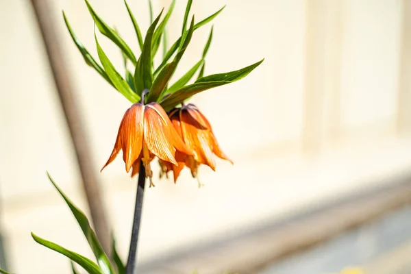 Amaryllis Blüht Frühlingsgarten — Stockfoto
