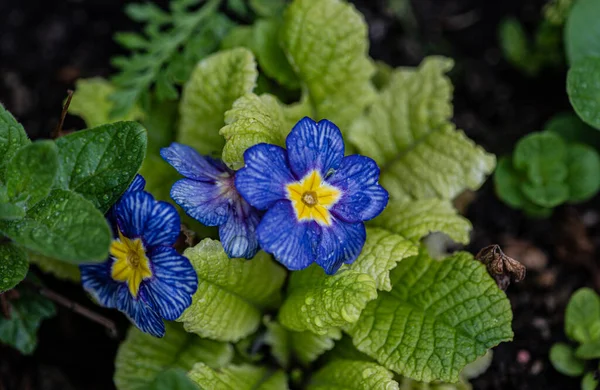 Bellissimi Fiori Primula Blu Nel Giardino Primaverile Durante Pioggia — Foto Stock