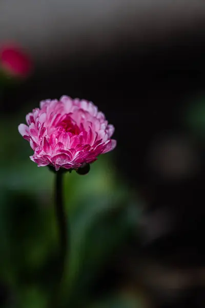Tine Bellis Blüht Frühlingsgarten Bei Regen — Stockfoto