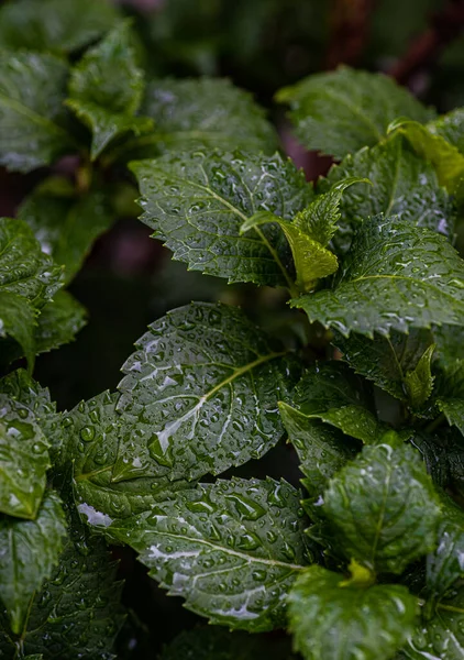 Natürlicher Hintergrund Mit Grünen Blättern Der Hortensienbuschblätter — Stockfoto