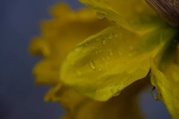 Sárga Nárciszvirágok Közelsége Tavaszi Kertben — Stock Fotó