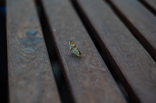Tahta Arka Planda Kelebek Böceğine Yakın Dur — Stok fotoğraf