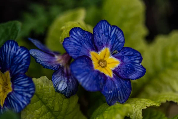 Lindas Flores Prímula Azul Jardim Primavera Durante Chuva — Fotografia de Stock