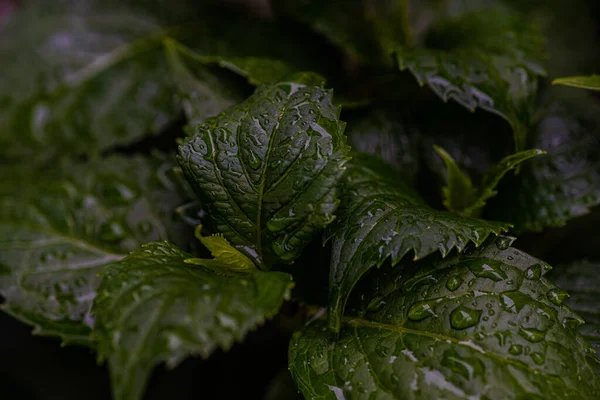 Естественный Фон Зелеными Листьями Кустарника Hydrangea — стоковое фото