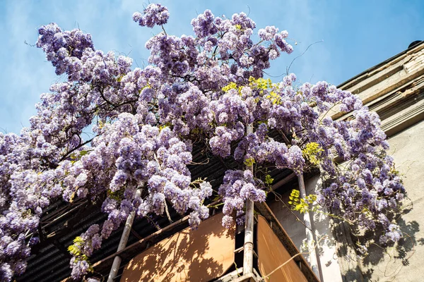 Geleneksel Gürcü Ahşap Balkonu Wisteria Bitkisinin Çiçek Açan Mor Çiçekleriyle — Stok fotoğraf