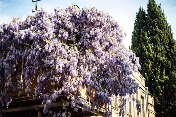 Tradiční Georgiánský Dřevěný Balkónský Průčelí Budovy Pokryté Kvetoucími Purpurovými Květy — Stock fotografie