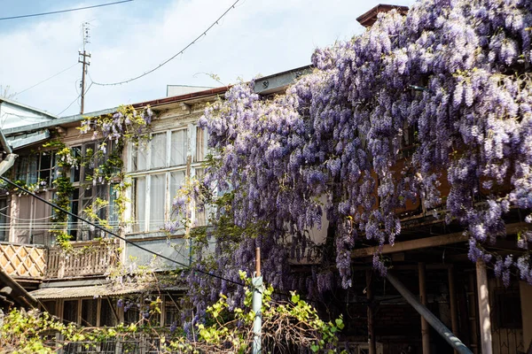 Balcon Traditionnel Bois Géorgien Façade Bâtiment Recouvert Fleurs Pourpres Fleuries — Photo
