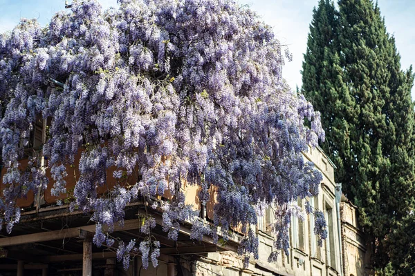 Tradiční Georgiánský Dřevěný Balkónský Průčelí Budovy Pokryté Kvetoucími Purpurovými Květy — Stock fotografie